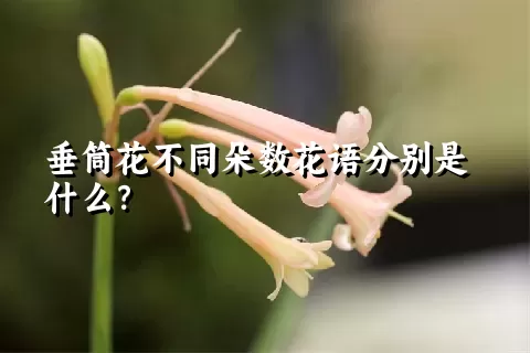 垂筒花不同朵数花语分别是什么？