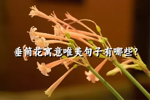 垂筒花寓意唯美句子有哪些？