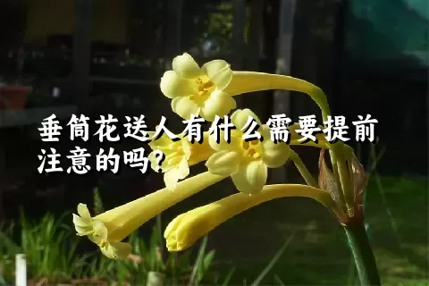 垂筒花送人有什么需要提前注意的吗？