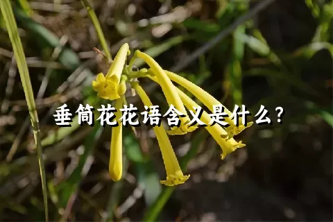 垂筒花花语含义是什么？