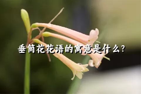 垂筒花花语的寓意是什么？