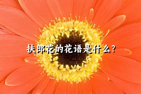 扶郎花的花语是什么？