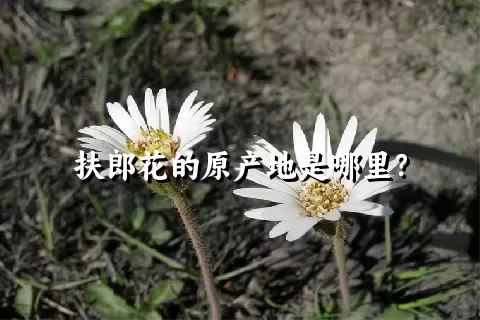 扶郎花的原产地是哪里？