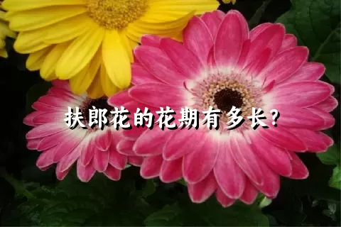 扶郎花的花期有多长？