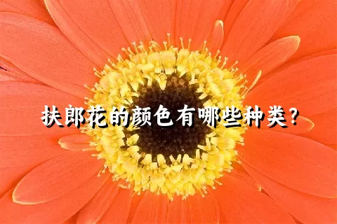 扶郎花的颜色有哪些种类？