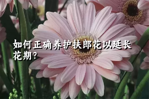 如何正确养护扶郎花以延长花期？