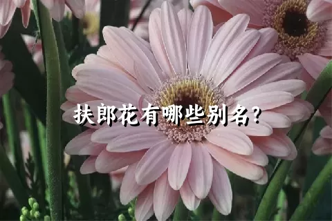 扶郎花有哪些别名？