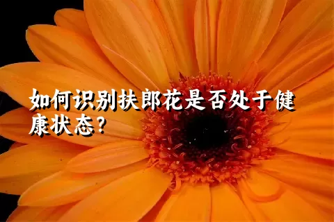 如何识别扶郎花是否处于健康状态？