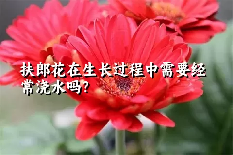 扶郎花在生长过程中需要经常浇水吗？