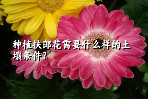 种植扶郎花需要什么样的土壤条件？