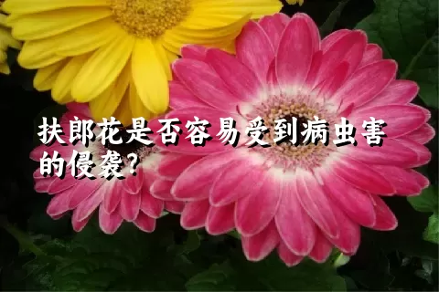 扶郎花是否容易受到病虫害的侵袭？