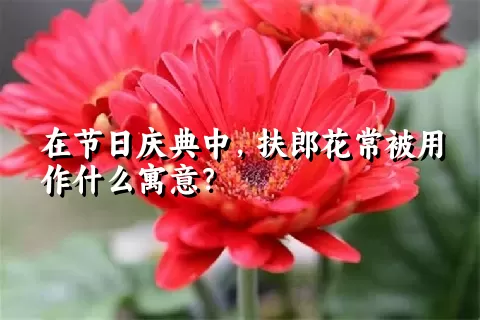 在节日庆典中，扶郎花常被用作什么寓意？