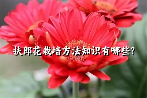 扶郎花栽培方法知识有哪些？