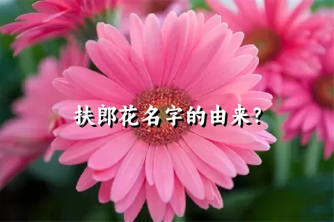 扶郎花名字的由来？