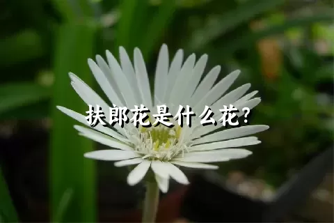 扶郎花是什么花？