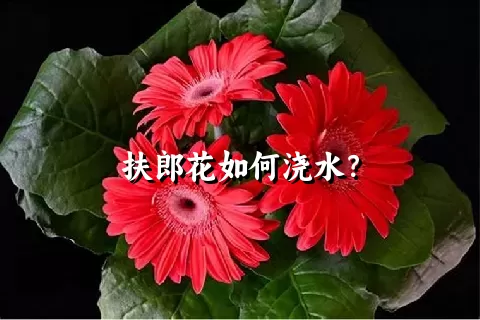 扶郎花如何浇水？