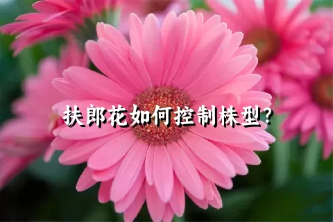 扶郎花如何控制株型？