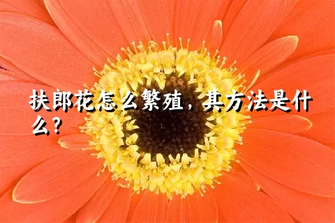 扶郎花怎么繁殖，其方法是什么？