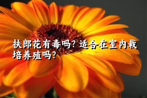 扶郎花有毒吗？适合在室内栽培养殖吗？