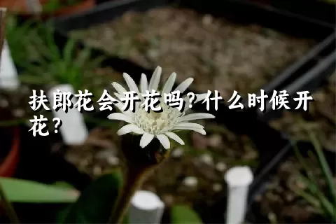 扶郎花会开花吗？什么时候开花？