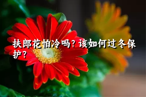 扶郎花怕冷吗？该如何过冬保护？