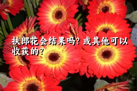 扶郎花会结果吗？或其他可以收获的？