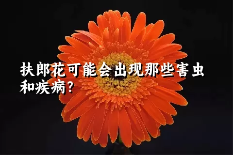 扶郎花可能会出现那些害虫和疾病？