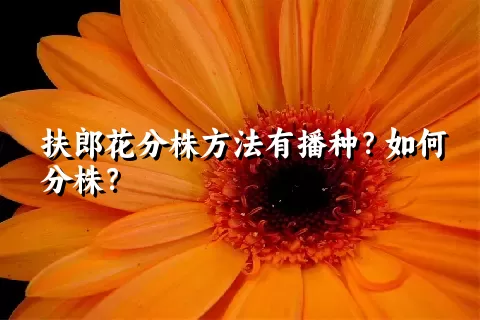 扶郎花分株方法有播种？如何分株？