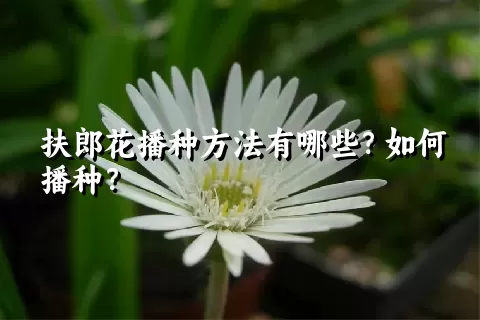 扶郎花播种方法有哪些？如何播种？