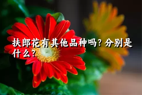 扶郎花有其他品种吗？分别是什么？