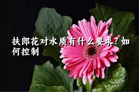 扶郎花对水质有什么要求？如何控制