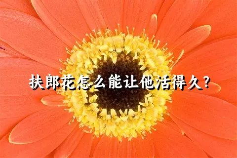 扶郎花怎么能让他活得久？