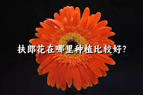 扶郎花在哪里种植比较好？