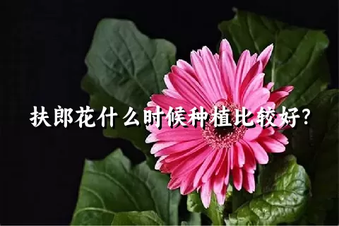 扶郎花什么时候种植比较好？