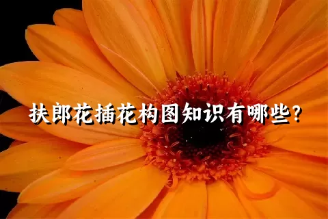 扶郎花插花构图知识有哪些？