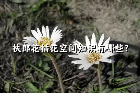 扶郎花插花空间知识有哪些？