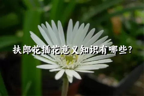 扶郎花插花意义知识有哪些？