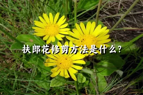 扶郎花修剪方法是什么？