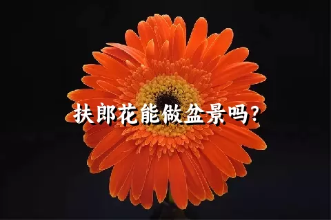 扶郎花能做盆景吗？