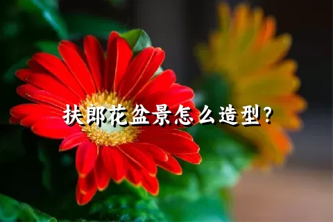 扶郎花盆景怎么造型？