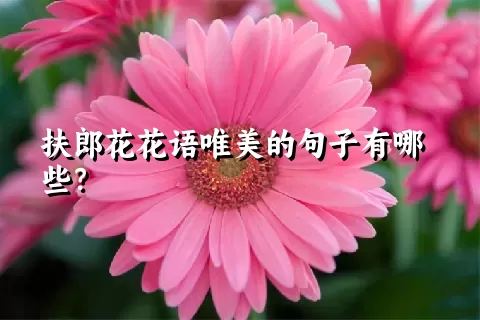 扶郎花花语唯美的句子有哪些？