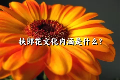 扶郎花文化内涵是什么？