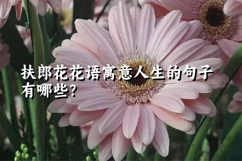 扶郎花花语寓意人生的句子有哪些？