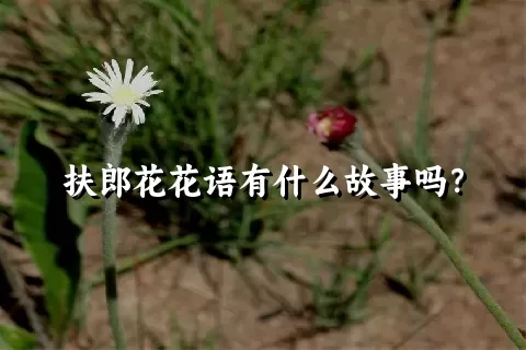 扶郎花花语有什么故事吗？