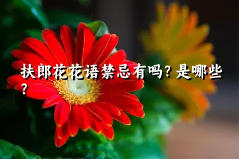 扶郎花花语禁忌有吗？是哪些？