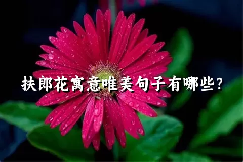 扶郎花寓意唯美句子有哪些？