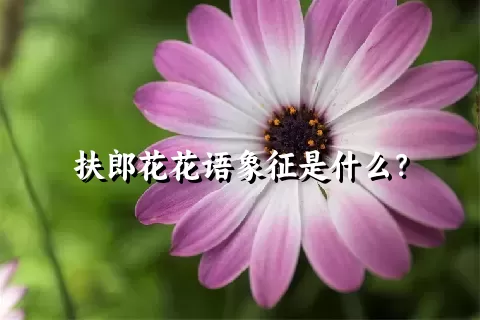 扶郎花花语象征是什么？