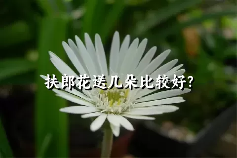 扶郎花送几朵比较好？