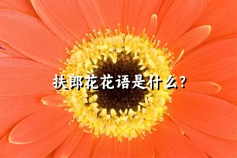 扶郎花花语是什么？