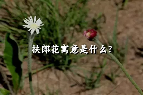 扶郎花寓意是什么？